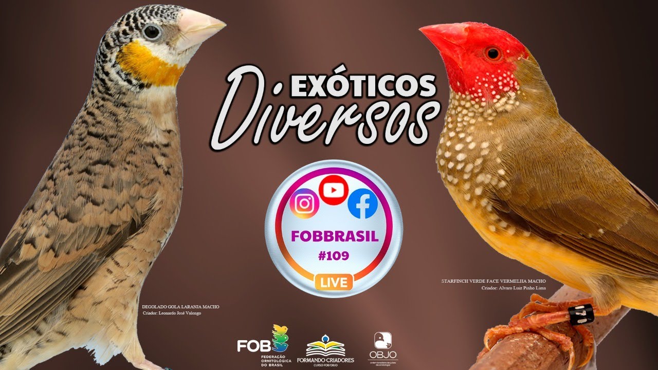 Amandine, Sparow, Modesto e Calafate do Timor são aves da lista de animais domésticos do Ibama