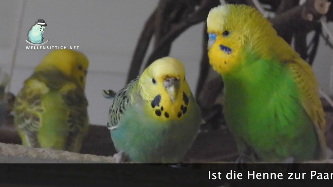 Wellensittich Balz-Verhalten