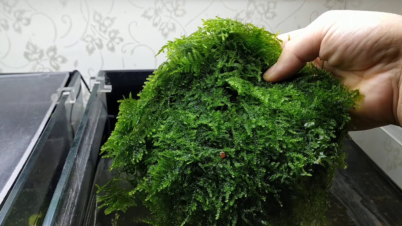 Kum, Gübre ve Karbondioksit (Co2) Olmadan Moss Yetiştirme