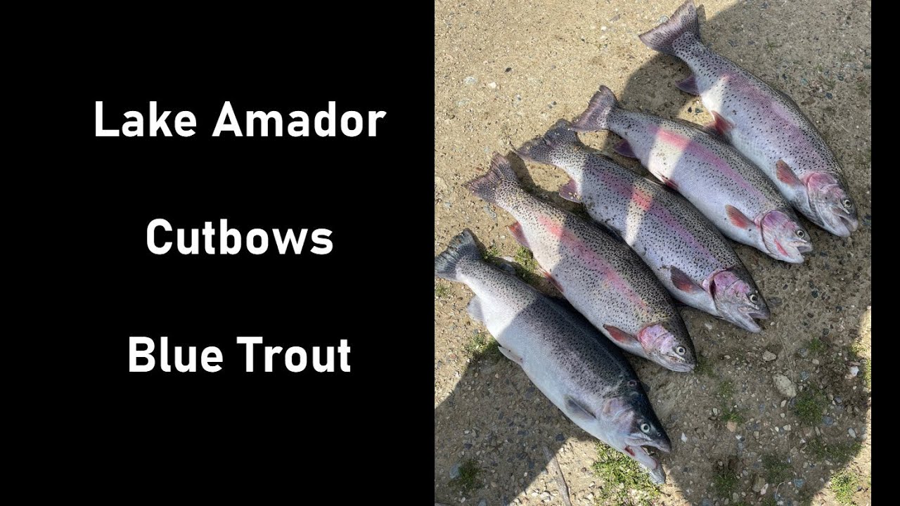 Lake Amador Trout Limit Cutbows and Blue