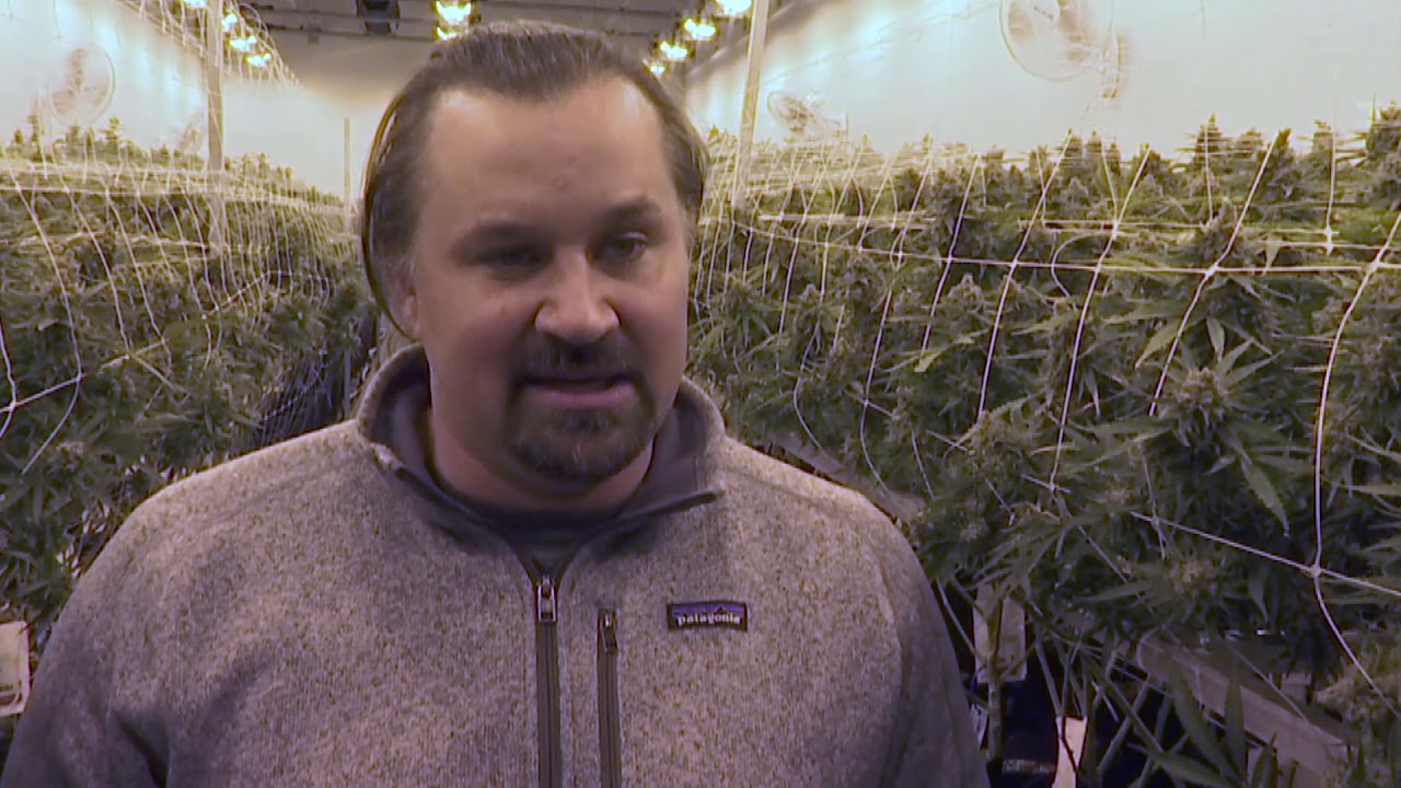Local cannabis company expands business, attracts investors