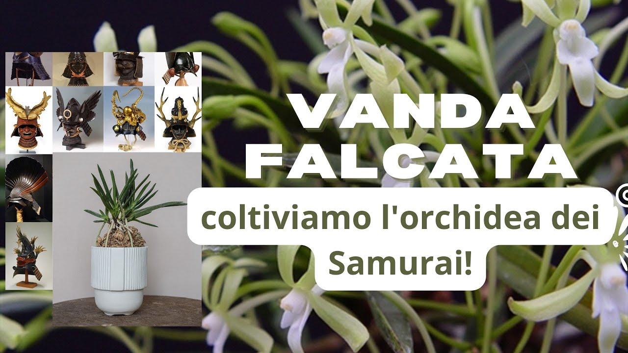 Coltivare la neofinetia falcata, rinvaso su kokedai di sfagno.  Storia della Vanda falcata.