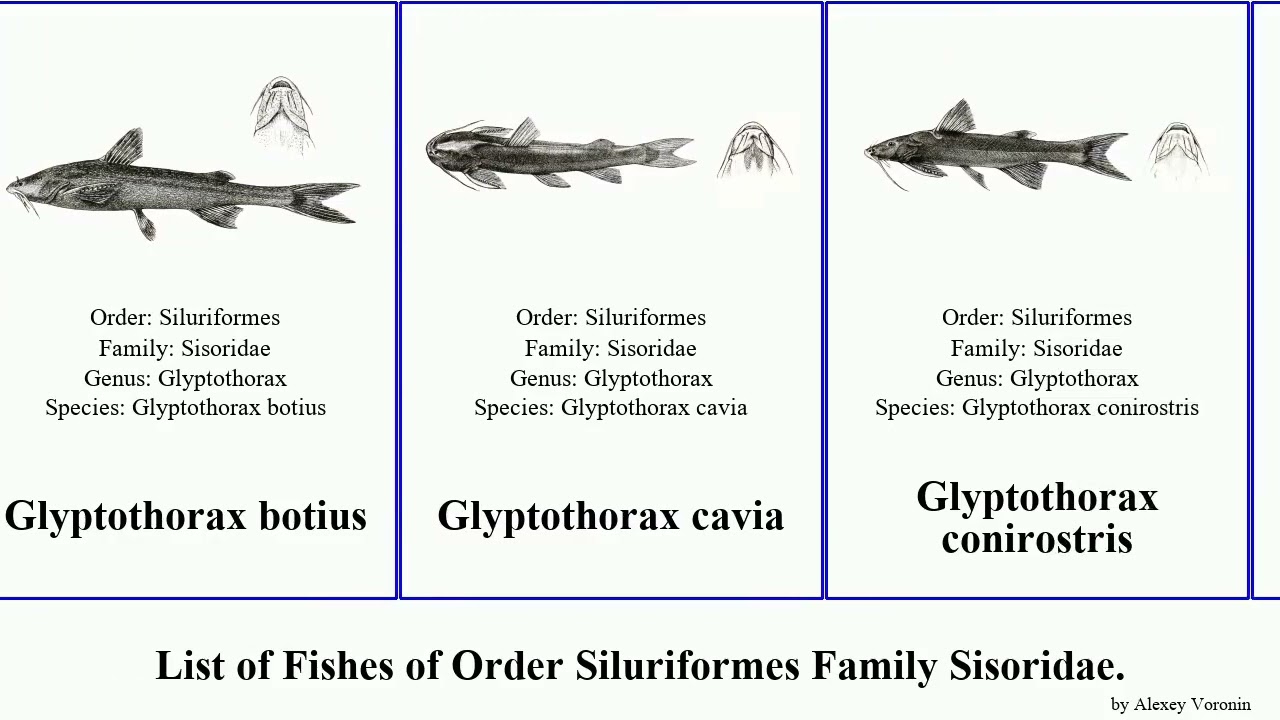 Fishes of Order Siluriformes Family Sisoridae