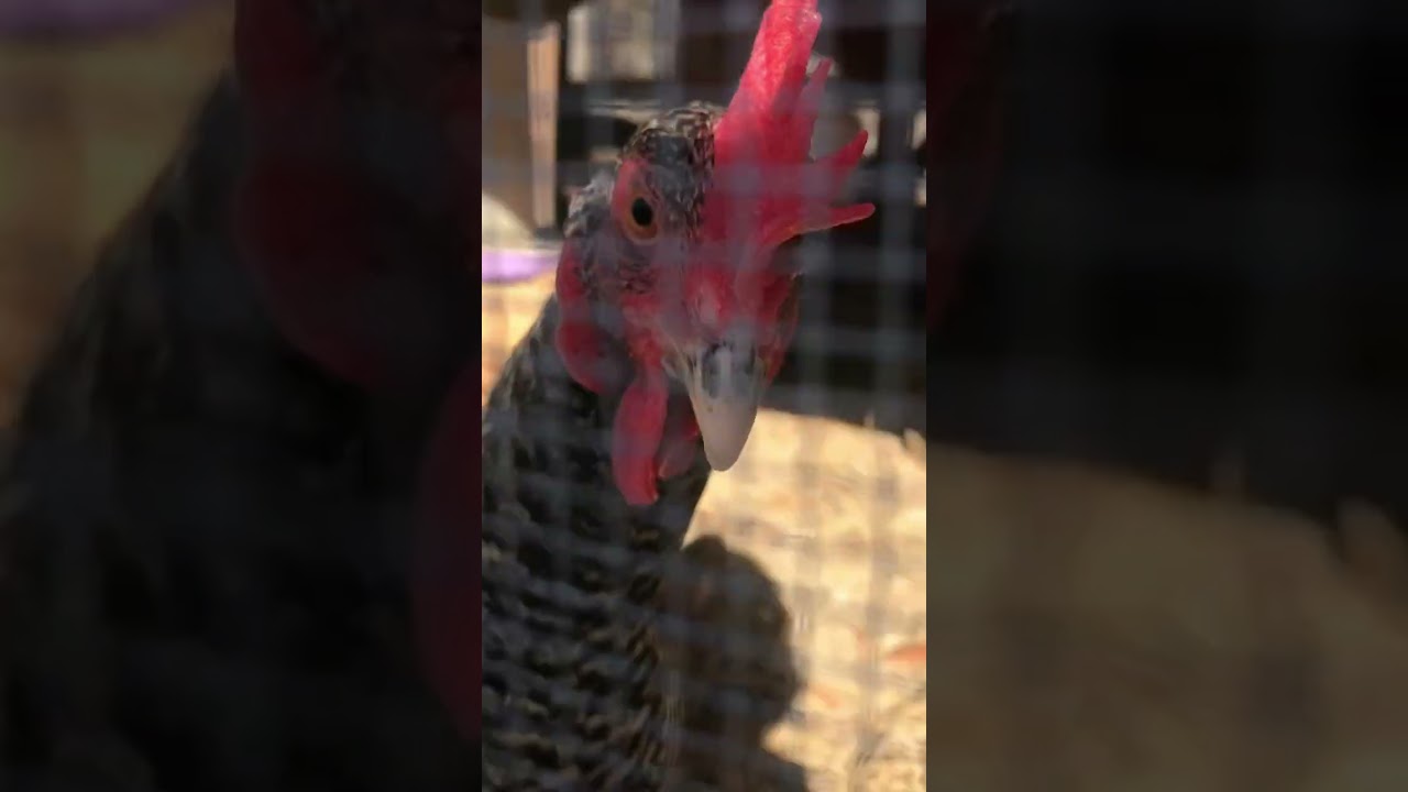 Chickens 