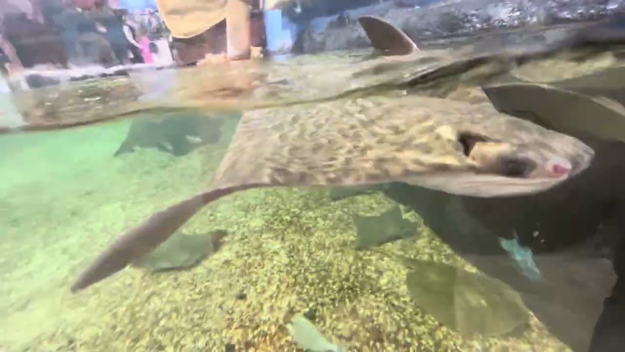 Aquatic ￼