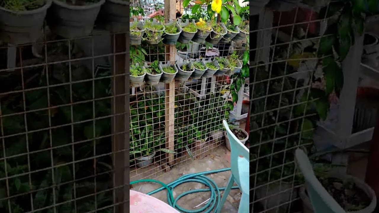 My little garden 