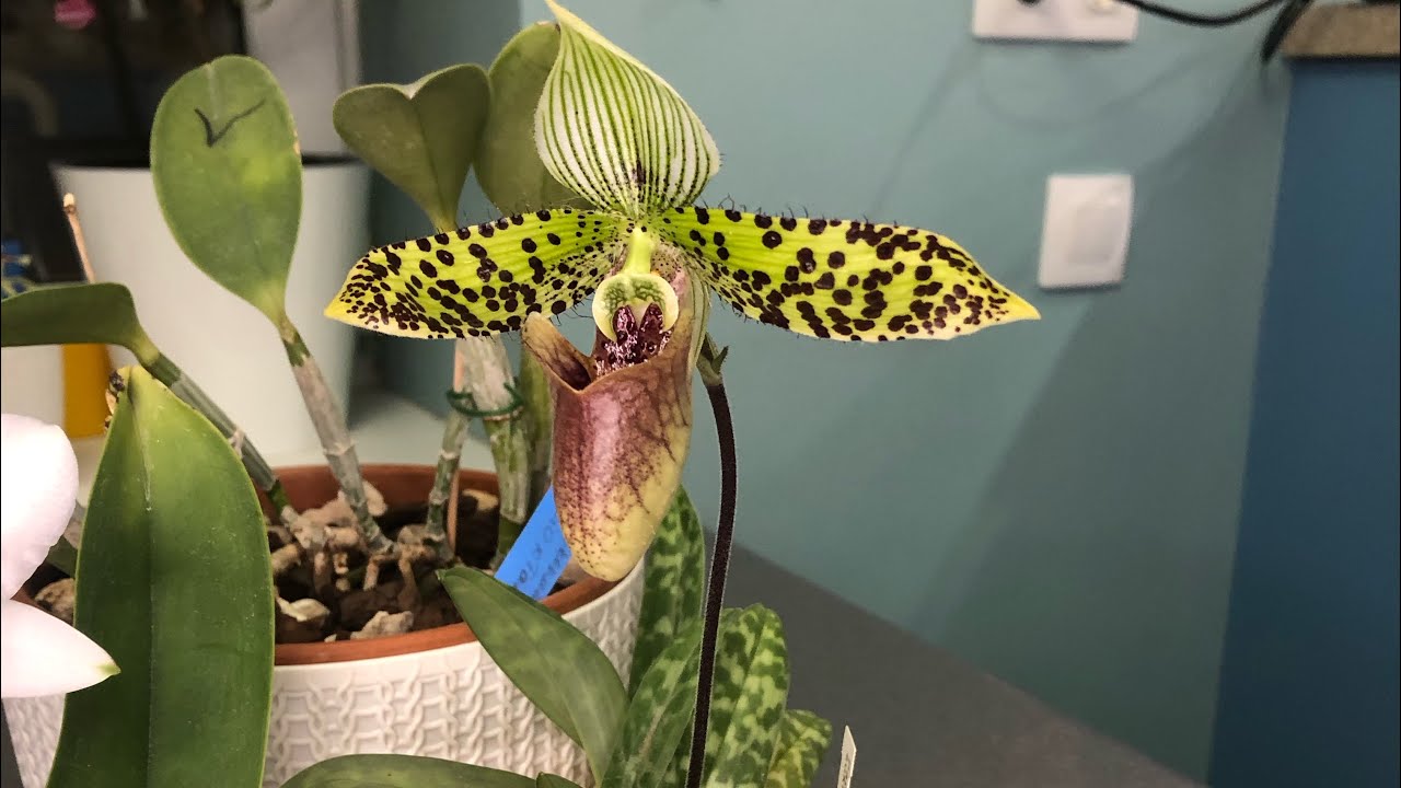 Paphiopedilum sukhakulii домашнее цветение