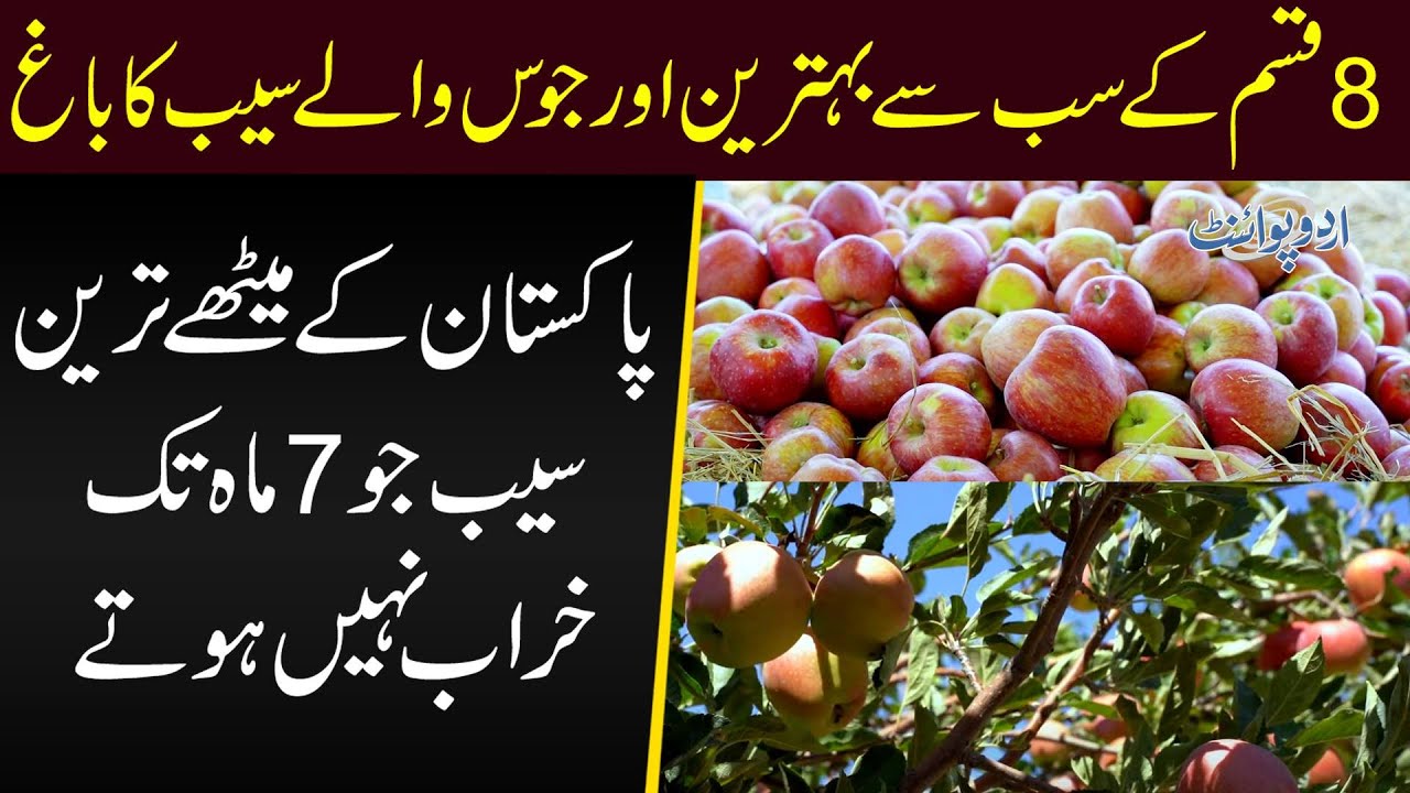 These Apple Garden in Ziarat Balochistan Have The Sweetest Apples In The Country | Best Juicy Apples