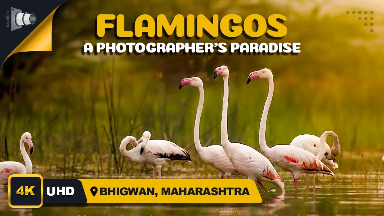 Bhigwan - Flamingo Birds Vacation | भिगवण प्रवासी पक्षीयोंका आश्रयस्थान | 4K Video | Travelclix