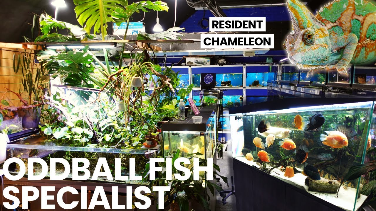 THE FISH DEN | UNIQUE FISH & AQUARIUM TOUR