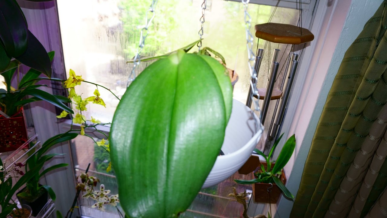 How to pot up Phalaenopsis Gigantea species orchid into semi hydro