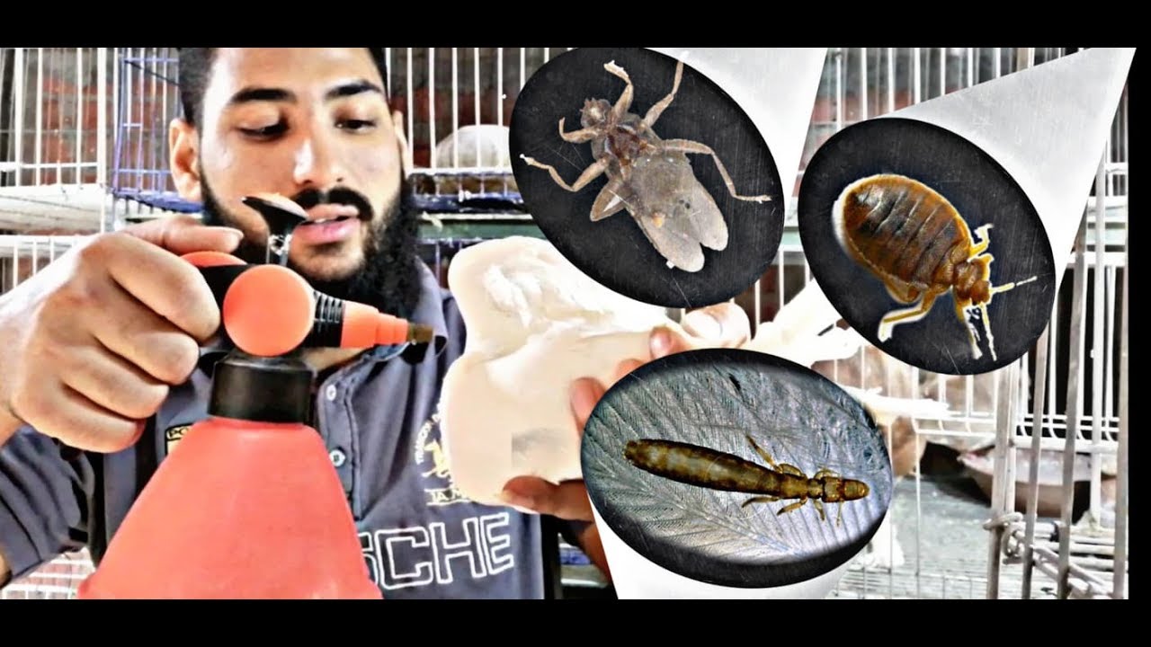 القضاء علي حشرات الحمام والطيور