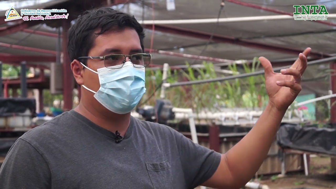 Producción de fresas en Jinotega