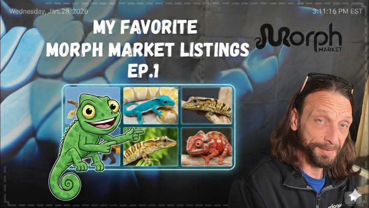 Избранные объявления на рынке Morph Market, выпуск 1