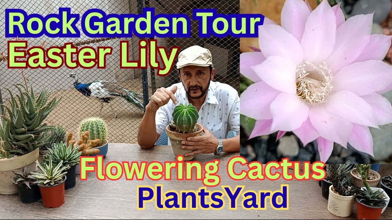 Echinopsis oxygona (Easter Lily ) the Cactus of south America / Cacti and succulent Garden Tour