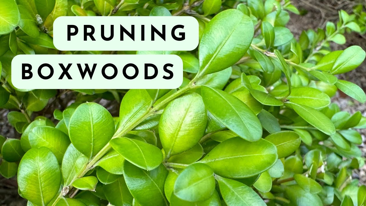 How to Prune (Overgrown) Boxwoods with Closeup Examples