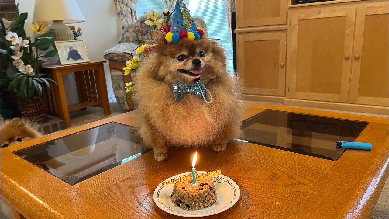 Pomeranian Party Ideas That Will Make Your Dog's 5th Birthday AMAZING