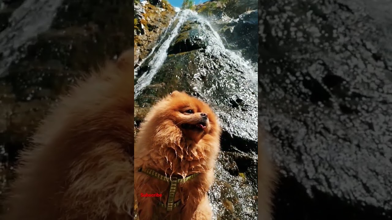 wolf nature of waterfall #trending #ytshorts #youtubeshorts