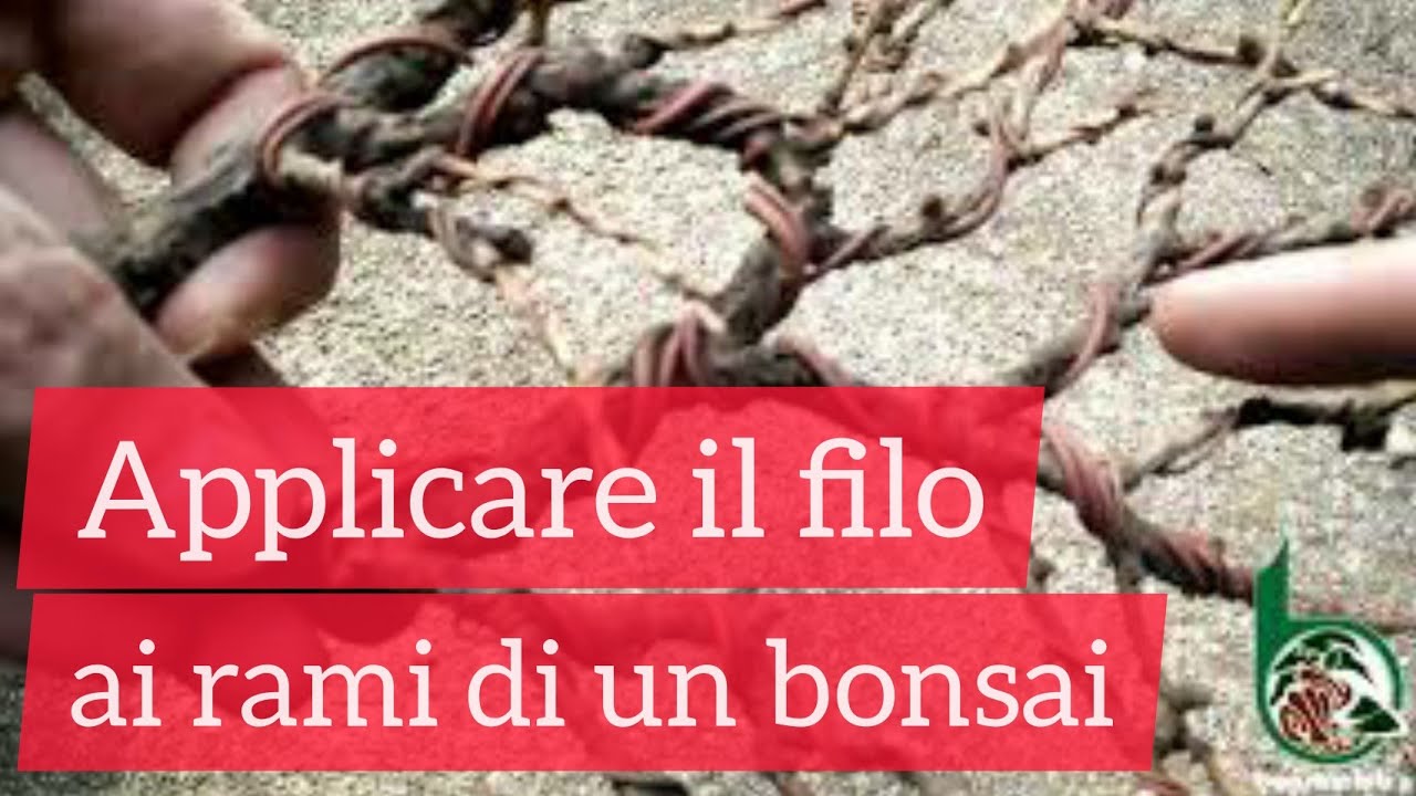 Filatura del bonsai