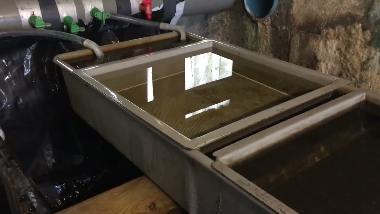 Klarg&oslash;ring til en ny opdr&aelig;ts s&aelig;son / Vorbereitung im Bruthaus / First setup for next breeding season