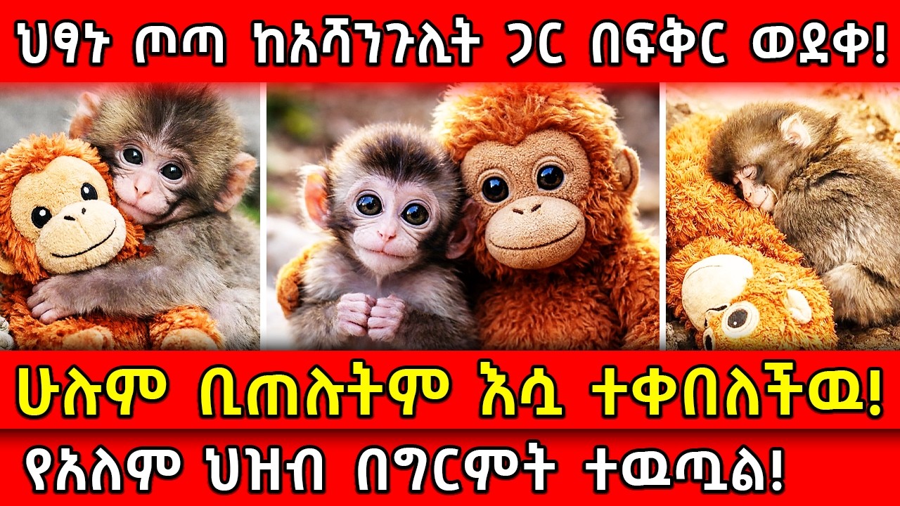 ⭕️ህፃኑ ጦጣ ከአሻንጉሊት ጋር በፍቅር ወደቀ!🛑 ሁሉም ቢጠሉትም እሷ ተቀበለችዉ!👉የአለም ህዝብ በግርምት ተዉጧል! Ethiopia​ @AxumTube​