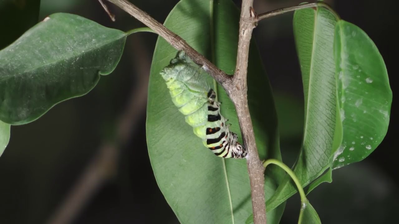 Metamorfosis de Oruga a Mariposa