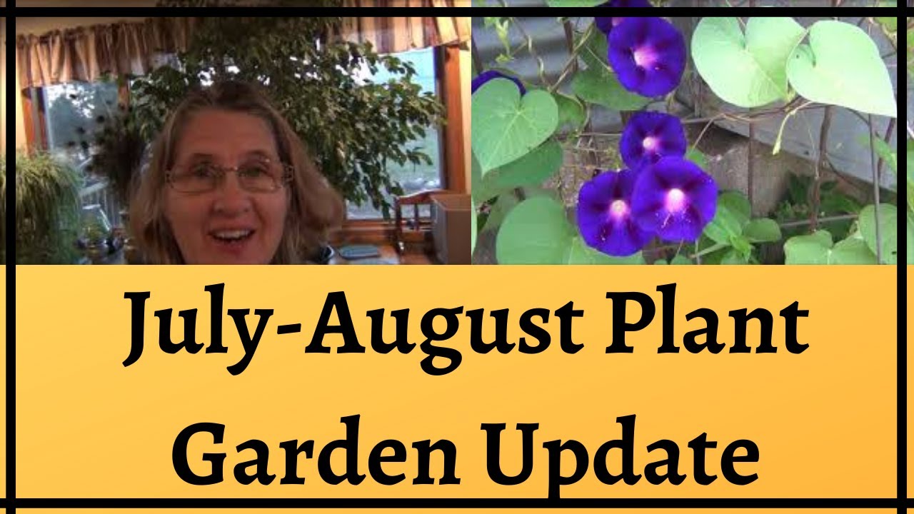 Summer Plant Updates/ Devastating  Loss of Cats/ July - August 2020