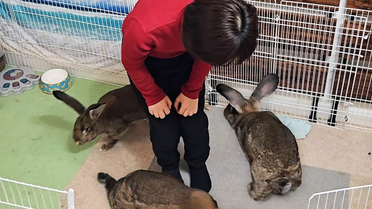 My Giant Rabbit Won’t Stop Circling Me…Then This Happens (Flemish Giant Bunny’s Life)