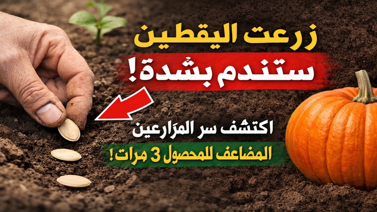 هل زرعت اليقطين بهذه الطريقة؟ ستندم حتماً! اكتشف سر المزارعين الذي يضاعف المحصول ثلاثة أضعاف.
