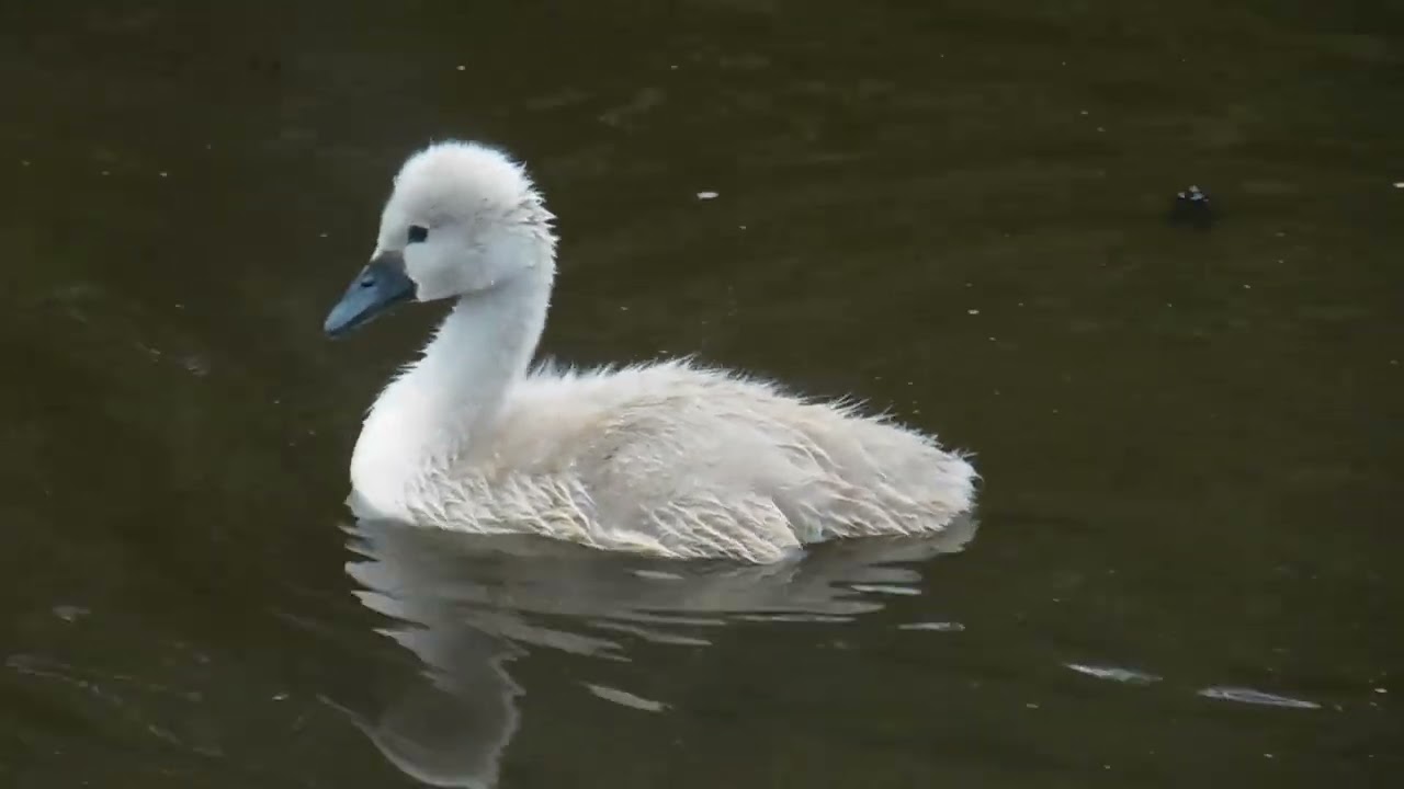 Rhuddlan Nature Reserve - July 2025