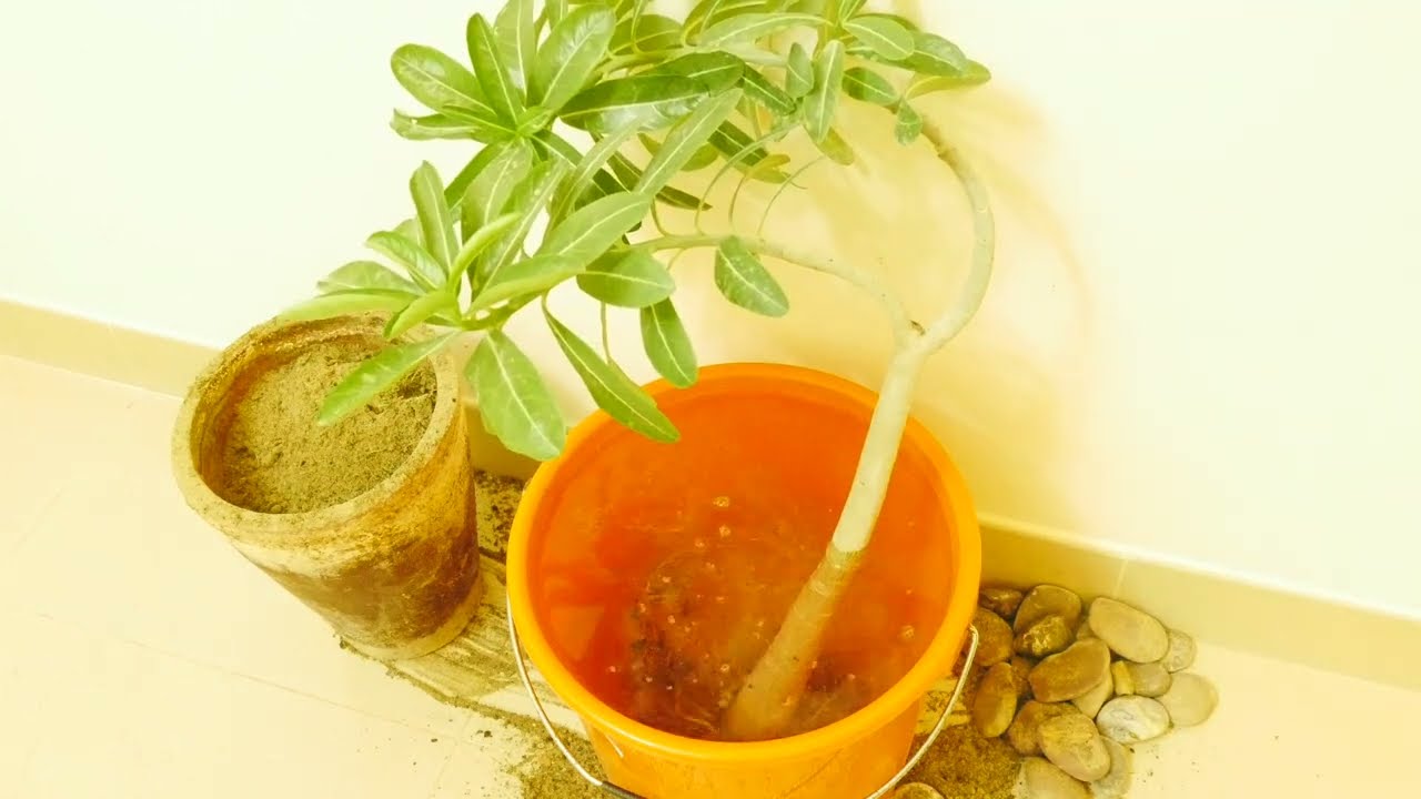 Soft Caudex/ Trunk or Drooping Adenium (Desert Rose) Branches? Workable | No-Cost Hack | Eternal Fix