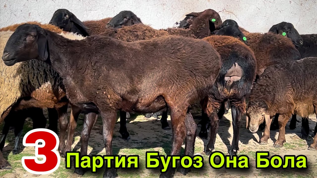 3 Партия Зурлари! ☎️+998 972910955 ☎️+998 95 229 4296