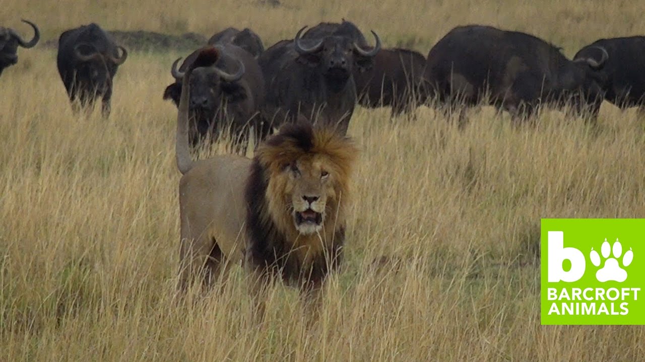 Crocodiles Fight Over Wildebeest - Migration Diaries Day 3