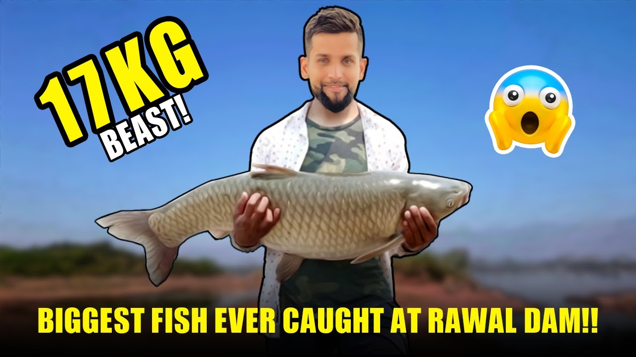 17 Kg Beast Caught at Rawal Dam! Big Grass Carp Fish #MonsterFish #bigfish #viralvideo2025 #fishing