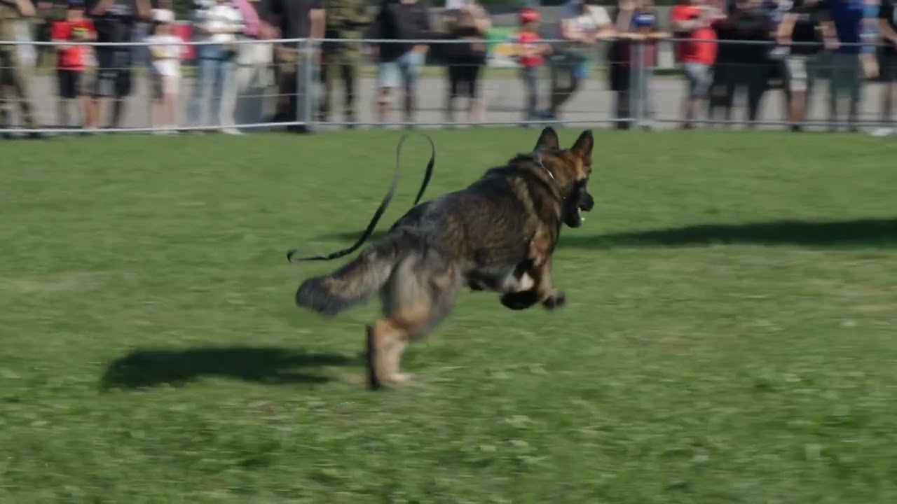 Dny NATO 2025 - kynologick&eacute; uk&aacute;zky