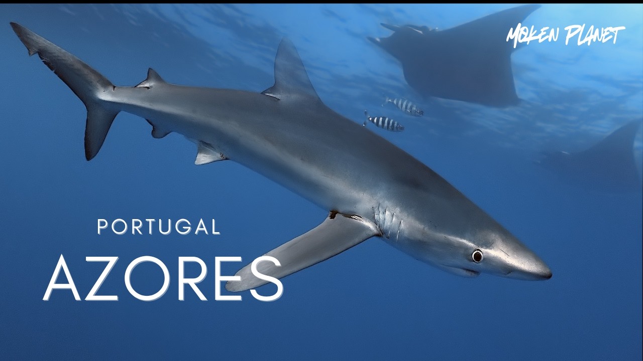 AZORES︱PICO - FAIAL︱CALL OF THE WILD︱ BEST ATLANTIC OCEAN SCUBA DIVING ︱4K HDR VIDEO