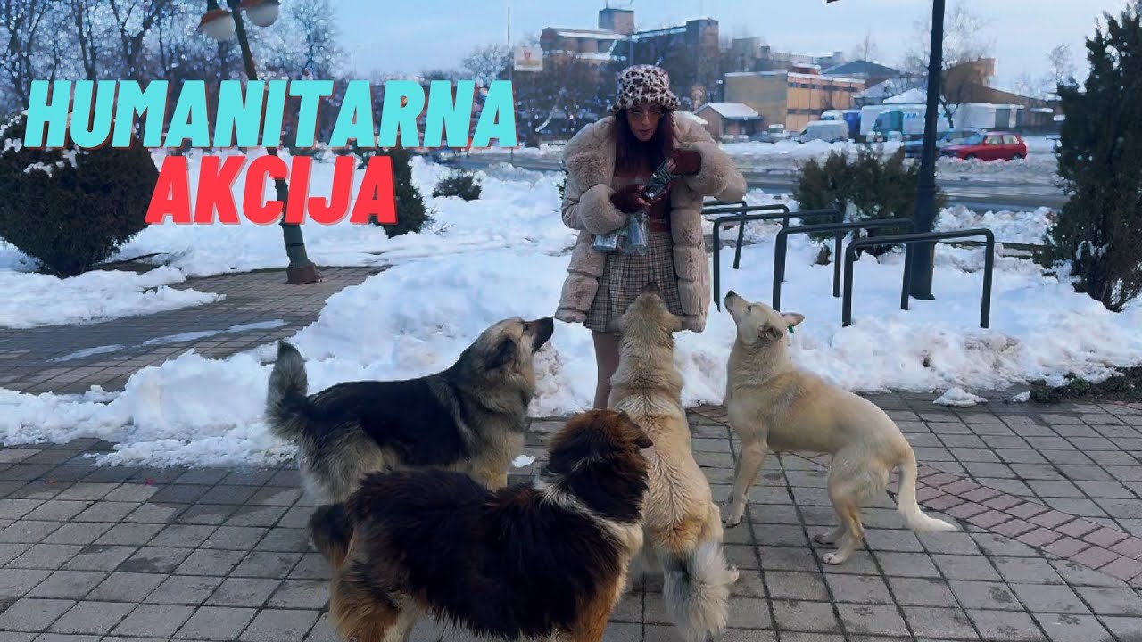 Humanitarna plishana akcija - Podaroci od Pet Plus za bezdomnite kucinja i milenicite