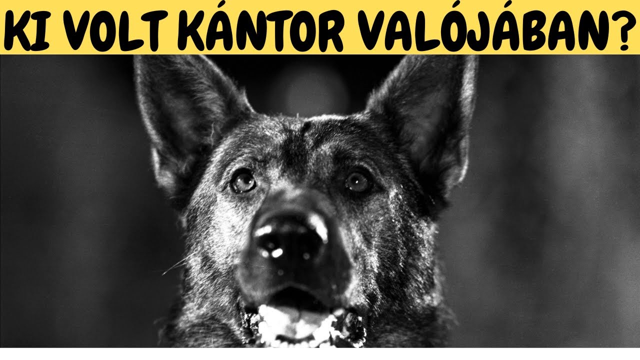 Ki volt KÁNTOR valójában?  A legsikeresebb magyar nyomozókutya nyomában!