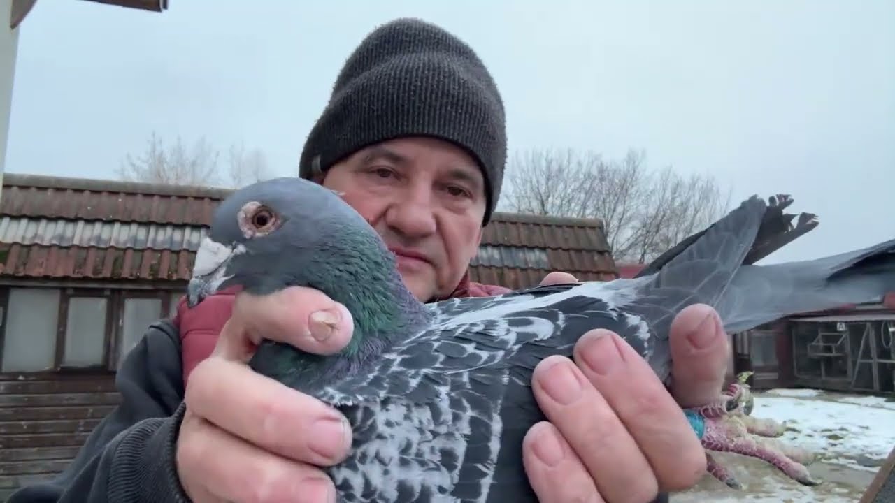 Gołębie Musik syn Bugatti / Biskup-Janseen Van Loon do rozpłodu 513016809 Artur Pawelec