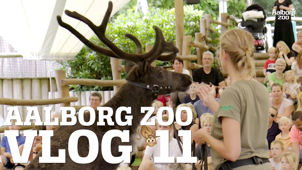 VILDT GIFTIGE FR&Oslash;ER G&Aring;R FRIT RUNDT I ZOO | DYRENE H&Oslash;RER SLET IKKE EFTER! | AALBORG ZOO VLOG 11