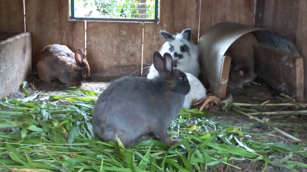 MOSTRANDO MUITOS BICHOS NO SITIO DA DETE 