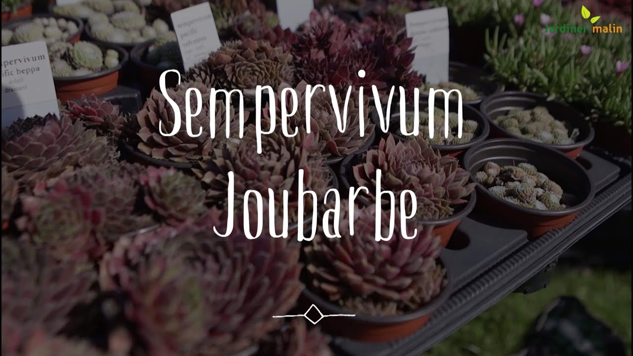 Joubarbe ou Sempervivum : conseils d'expert