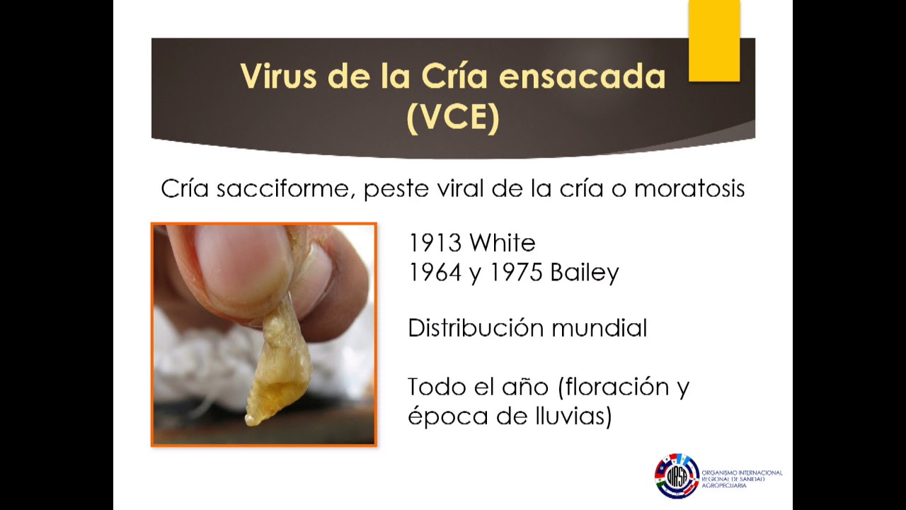 Virus de las abejas