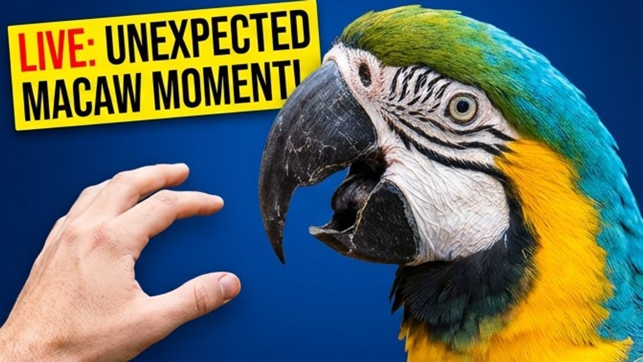 Live from the macaw aviary