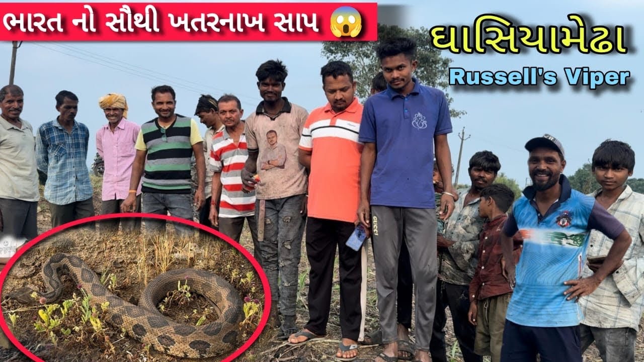 ઘાસિયામેઢા ગામે થી ખુબજ ગુસ્સેલ અને આક્રમક Russell's Viper નો જબરદસ્ત રેસ્ક્યુ 😱 જુઓ સંપુર્ણ વીડિયો