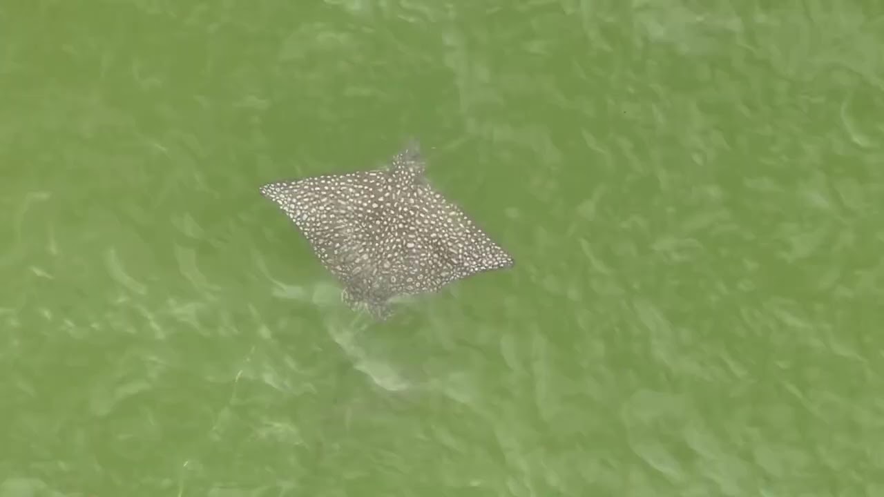 Eagle Ray & Cobia swimming Dunedin Causeway September 9th 2025 6:50pm