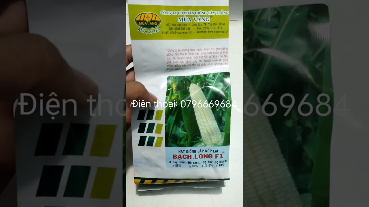 Giới thiệu giống bắp nếp lai Bạch Long F1 của công ty giống cây trồng Mùa Vàng