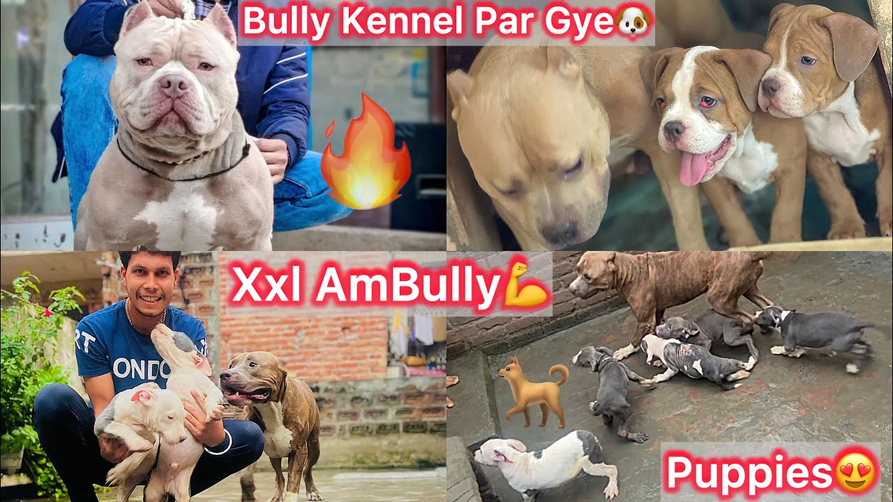 Ambully Kennel Par Gye🐶Pocket Size Ambully Xxl Size Ambully💪Bhero The Ambully Se Mila🔥Etna Time Bad