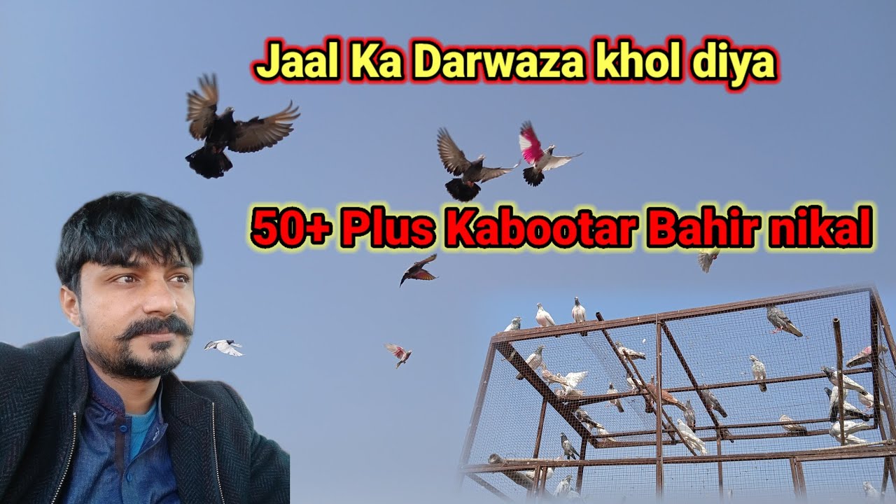 Jaal ka darwaza khol diya, 50 plus Kabootar Bahi nikal Aaye🕊️Ateeq AD vlogs