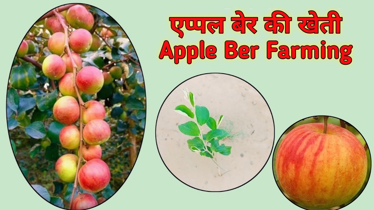 9.एप्पल बेर की खेती । Apple Ber Farming 